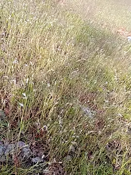 Snapshot of sexoooj chatting on October 22, 2025, 10:37 am sexoooj online show from October 22, 2025, 10:37 am