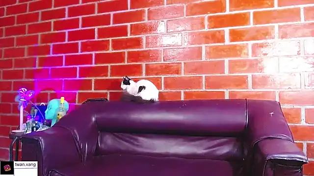 Trix fiore oficial online show from March 22, 2026, 10:46 pm