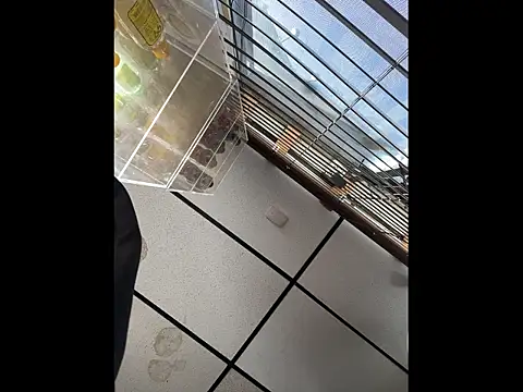 Snapshot of steelwood303 chatting on December 21, 2025, 7:54 pm steelwood303 online show from December 21, 2025, 7:54 pm