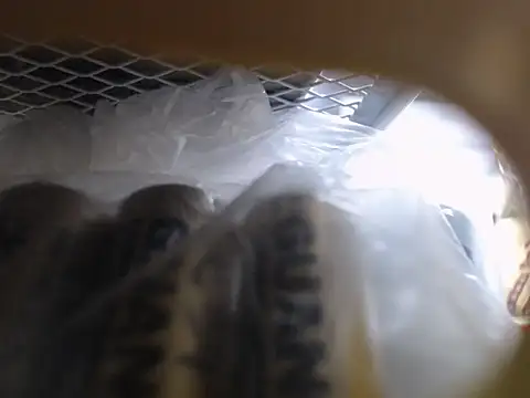 Lovensetest online show from October 11, 2025, 6:45 am