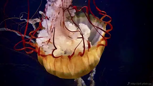 streamy test11 online show from December 4, 2024, 8:34 am