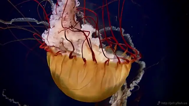 streamy test11 online show from January 16, 2026, 9:02 am