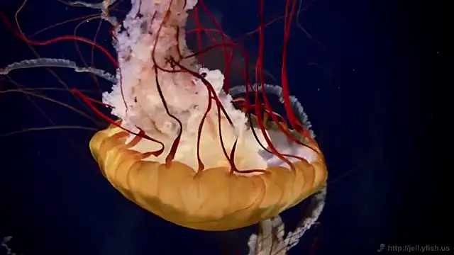 streamy test11 online show from February 25, 2026, 11:31 am