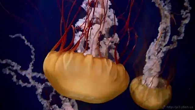 streamy test11 online show from March 9, 2026, 3:27 pm