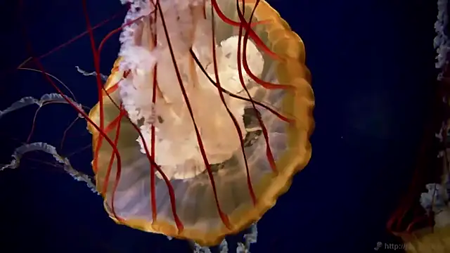 streamy test11 online show from March 16, 2026, 3:38 pm