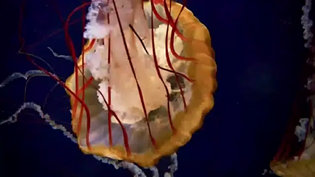 streamy test11 online show from April 6, 2026, 11:22 am