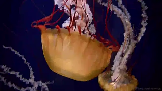 streamy test11 online show from April 8, 2026, 10:37 am