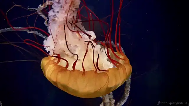 streamy test11 online show from April 16, 2026, 2:29 pm