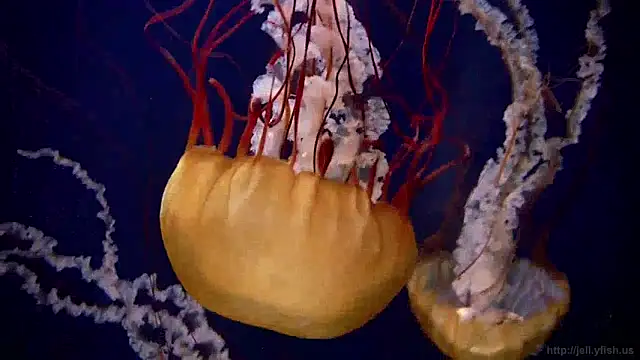 streamy test12 online show from December 5, 2024, 8:11 am