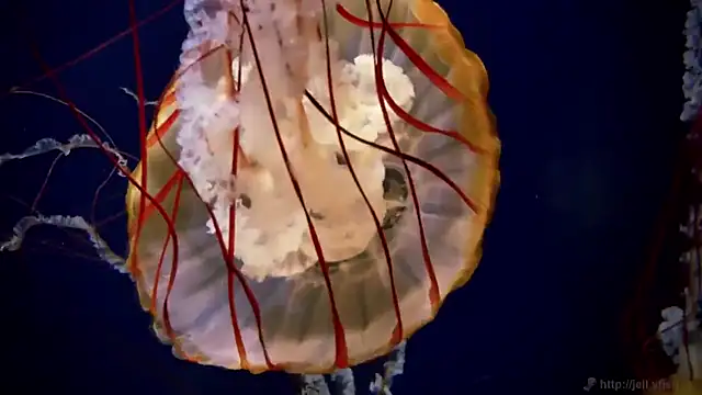 streamy test12 online show from March 27, 2026, 8:37 am