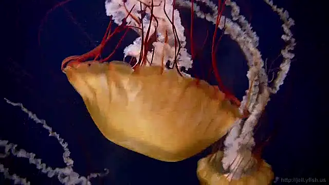 Snapshot of streamy_test13 chatting on December 17, 2024, 8:12 am streamy test13 online show from December 17, 2024, 8:12 am