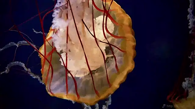 Snapshot of streamy_test13 chatting on January 15, 2025, 8:09 am streamy test13 online show from January 15, 2025, 8:09 am