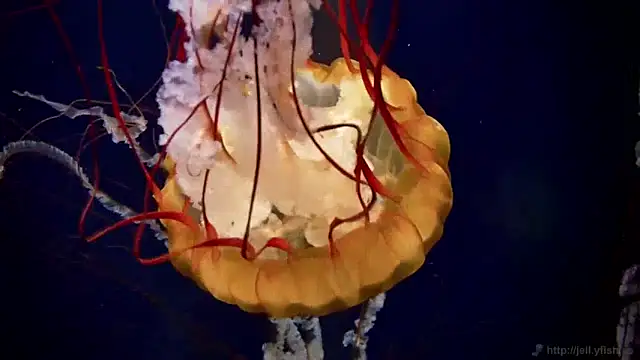 Snapshot of streamy_test13 chatting on January 23, 2025, 8:15 am streamy test13 online show from January 23, 2025, 8:15 am