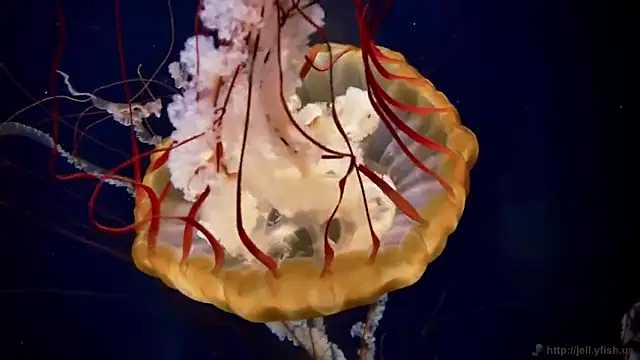 Snapshot of streamy_test13 chatting on March 7, 2025, 8:13 am streamy test13 online show from March 7, 2025, 8:13 am