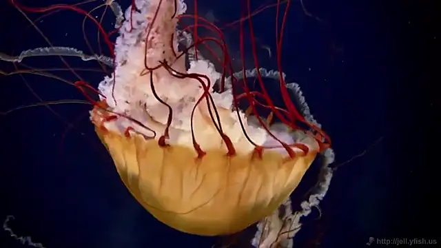 Snapshot of streamy_test13 chatting on March 20, 2025, 8:31 am streamy test13 online show from March 20, 2025, 8:31 am