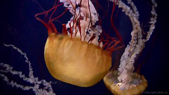 streamy test15 online show from December 19, 2024, 11:07 am