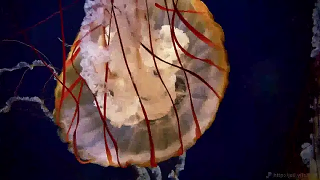 streamy test15 online show from January 14, 2025, 8:20 am