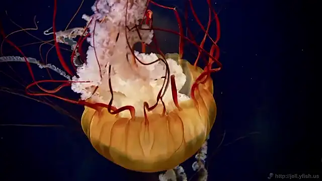 streamy test15 online show from December 17, 2025, 12:11 pm