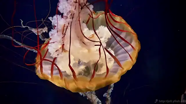 streamy test15 online show from March 24, 2026, 2:44 pm