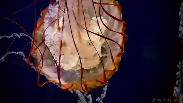 streamy test15 online show from March 27, 2026, 7:47 am