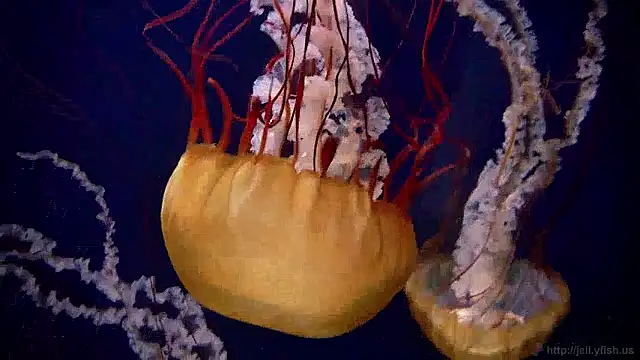 streamy test15 online show from March 31, 2026, 7:42 am