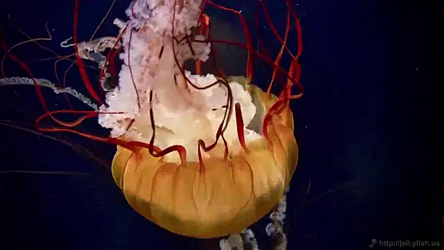 streamy test15 online show from April 9, 2026, 10:42 am