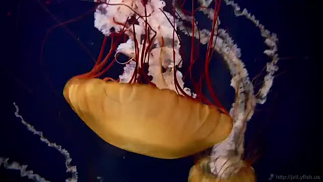 streamy test15 online show from April 21, 2026, 1:17 pm