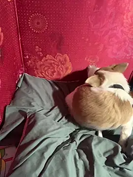 misu09 online show from November 1, 2025, 9:55 am