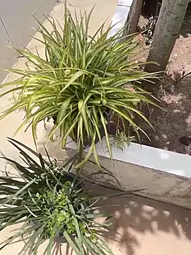 king cum  online show from February 12, 2026, 2:34 pm