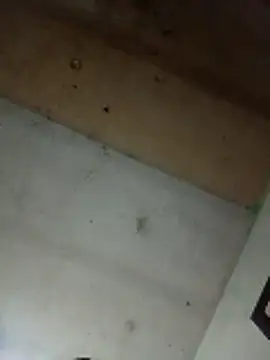 Alonsomadeira online show from April 10, 2026, 9:25 am