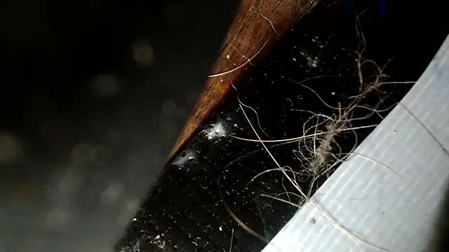 Snapshot of Gigadickman chatting on December 3, 2024, 2:47 am Gigadickman online show from December 3, 2024, 2:47 am