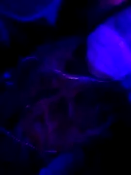 Snapshot of Hotpussy3ox chatting on February 1, 2026, 11:03 pm Hotpussy3ox online show from February 1, 2026, 11:03 pm