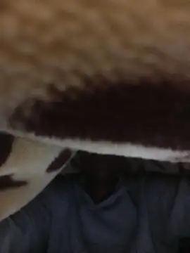 WrongedParvo online show from November 23, 2025, 11:48 pm