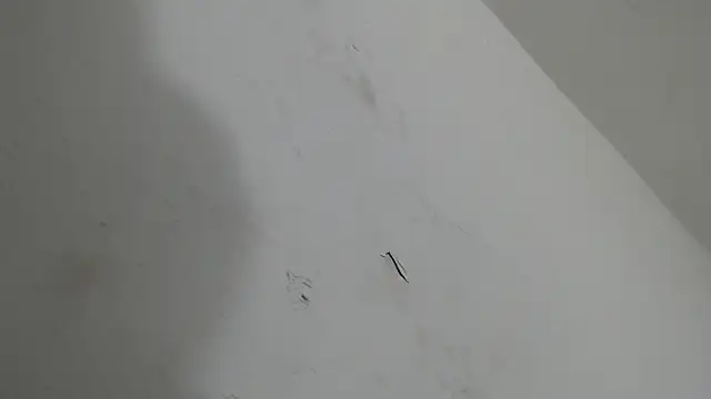 Snapshot of brant_garciabbc chatting on January 18, 2026, 6:17 am brant garciabbc online show from January 18, 2026, 6:17 am