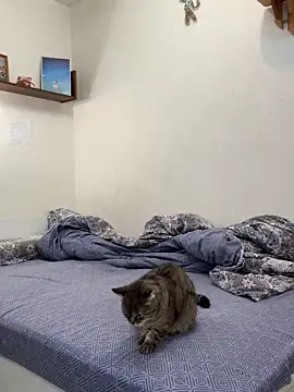 UmaTruewoman online show from November 18, 2025, 3:12 am