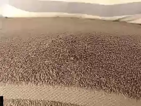 Snapshot of mikellwilliams10 chatting on March 11, 2025, 8:53 pm mikellwilliams10 online show from March 11, 2025, 8:53 pm