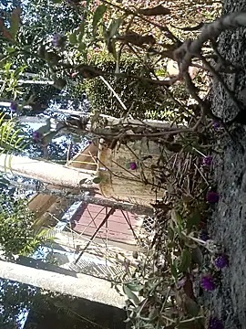 Snapshot of AssamSilchar93 chatting on February 7, 2026, 6:17 am AssamSilchar93 online show from February 7, 2026, 6:17 am