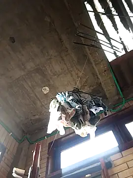 Snapshot of gigolopez1 chatting on February 15, 2026, 12:14 pm gigolopez1 online show from February 15, 2026, 12:14 pm