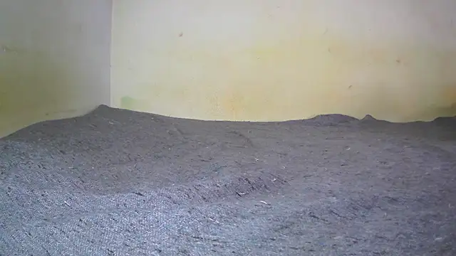 Snapshot of fern_tlk chatting on February 1, 2025, 5:28 am fern tlk online show from February 1, 2025, 5:28 am