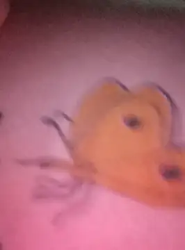 Nadia-2 online show from January 24, 2025, 12:20 am