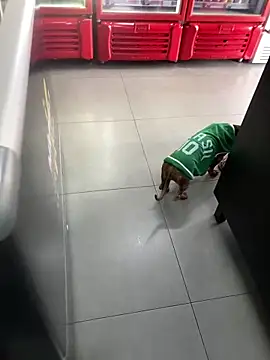 Hjsjsjsjjd online show from October 14, 2025, 12:17 pm