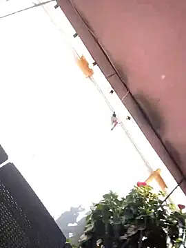 Praga Pink online show from December 11, 2024, 5:59 pm