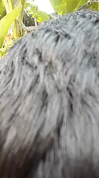 Snapshot of tayson_ chatting on January 6, 2025, 2:58 pm tayson online show from January 6, 2025, 2:58 pm