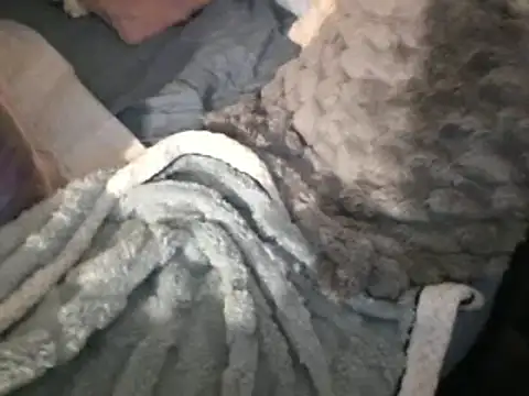 housewife shantie online show from March 15, 2025, 8:04 am