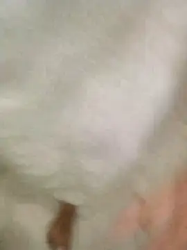 Snapshot of Bombi22 chatting on December 30, 2024, 8:15 pm Bombi22 online show from December 30, 2024, 8:15 pm