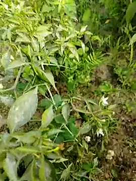 sweet suman online show from January 15, 2025, 10:38 am