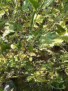 Snapshot of xmanrawan2 chatting on February 5, 2025, 5:20 am xmanrawan2 online show from February 5, 2025, 5:20 am