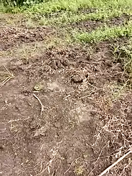 himvilohi08 online show from October 1, 2025, 5:35 am