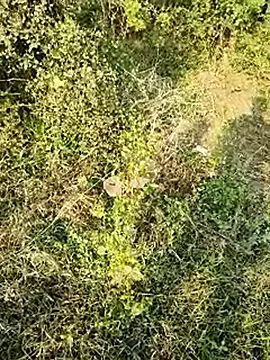 himvilohi08 online show from January 10, 2026, 10:50 am