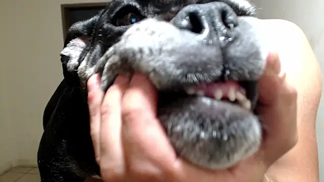 BlondZilla online show from March 18, 2026, 6:27 am